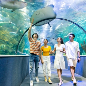 Vé vào cửa Thuỷ Cung Aquarium dành cho người lớn trên 140cm - Áp dụng từ thứ 2 đến thứ 6