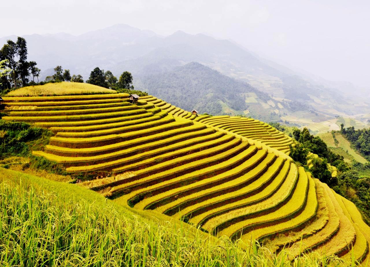 Ha Giang Loop in September with golden rice fields