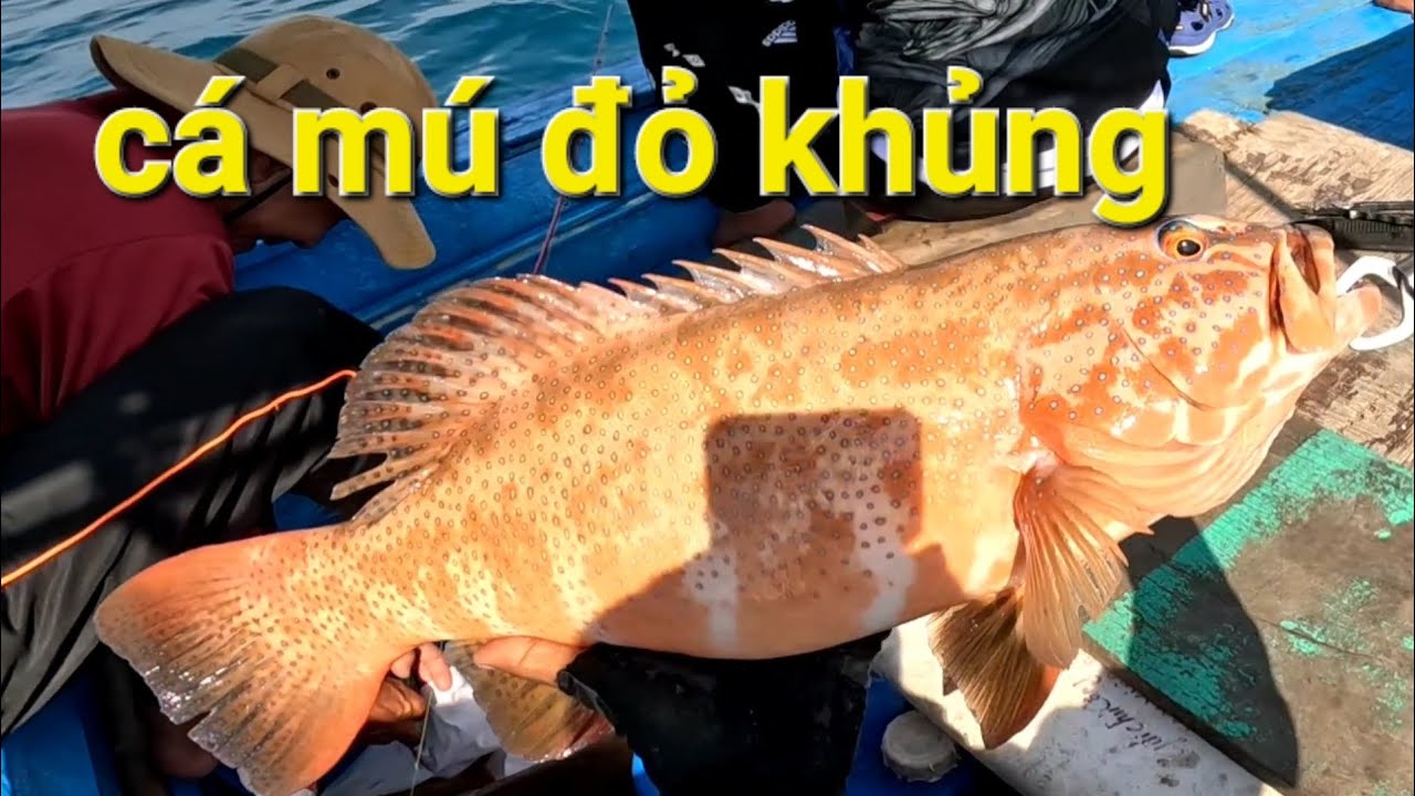 ca-mu-do-con-dao