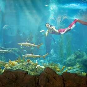 VinKE & Aquarium Times City