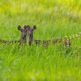 ORCHARD NAM CAT TIEN RESORT