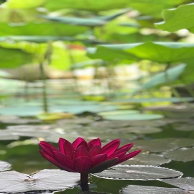 Thảo viên gió sông Hồng