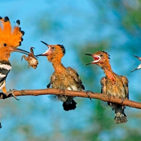 ORCHARD NAM CAT TIEN RESORT