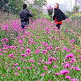 Hello Đà Lạt Travel 