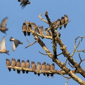 ORCHARD NAM CAT TIEN RESORT