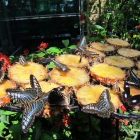 South Pacific Travel