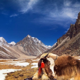 Himalayan Recreation