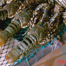 Tấn An Gia Travel