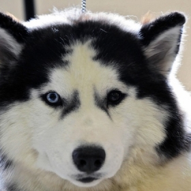 Little Angels Coffee