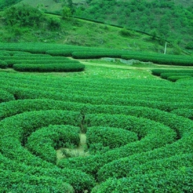 Kinh Bắc Tourism old