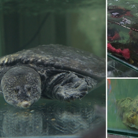 Kiên Hương Rừng