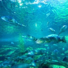 Vinpearl Land Aquarium