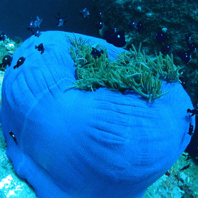 Nha Trang Blue Sea Travel