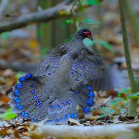 ORCHARD NAM CAT TIEN RESORT