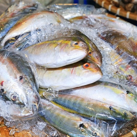 99 Đại Dương Quán 