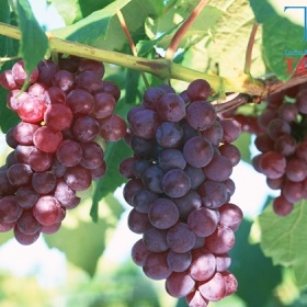 Tấn An Gia Travel