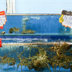 Hệ Thống Út Cà Mau