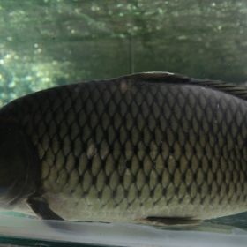 Kiên Hương Rừng