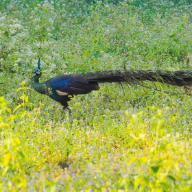 ORCHARD NAM CAT TIEN RESORT