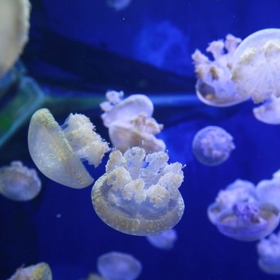 Vinpearl Land Aquarium