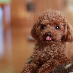 Little Angels Coffee