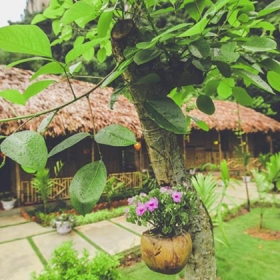 Tam Coc Rice Field Resort - Ninh Binh