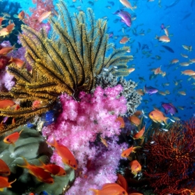 Thiên Việt Travel 