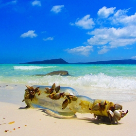 Gió Nhẹ Miền Nam Quốc Tế