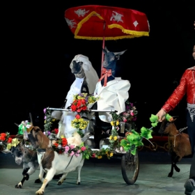 Liên Đoàn Xiếc Việt Nam 