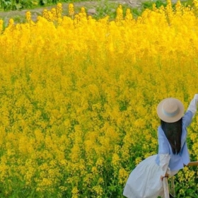 Consortio Việt Nam