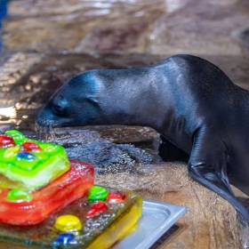 Lotte World Aquarium Tây Hồ Hà Nội