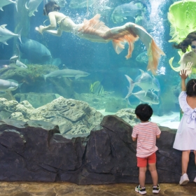 Vé vào cửa Thuỷ Cung Aquarium dành cho trẻ em dưới 140cm - Áp dụng thứ 2 đến thứ 6