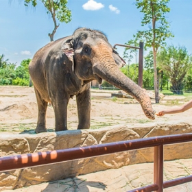 VinWonders Nam Hội An