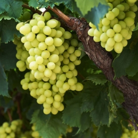 Rosie Võ - Fruit & Wine