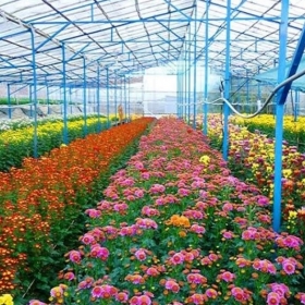 Hello Đà Lạt Travel 