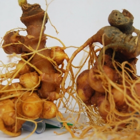 Showroom Sâm Ngọc Linh