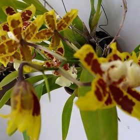 Sweet Home Villa 03 Đà Lạt