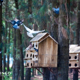 FLAMINGO ĐẠI LẢI RESORT