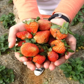 Du lịch Việt Season