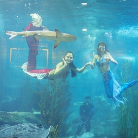 VinKE & Aquarium Times City