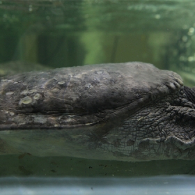 Kiên Hương Rừng