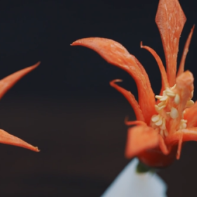 Trung tâm Đào tạo nghề Worldlink