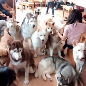 Little Angels Coffee