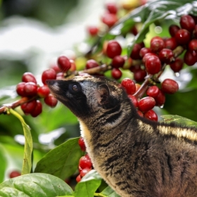 Hello Đà Lạt Travel 