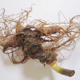 Showroom Sâm Ngọc Linh