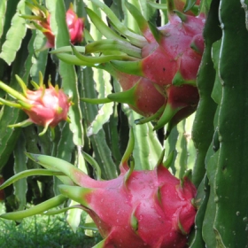 Saigon Tour Hóc Môn