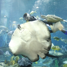 VinKE & Aquarium Times City