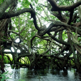 ORCHARD NAM CAT TIEN RESORT