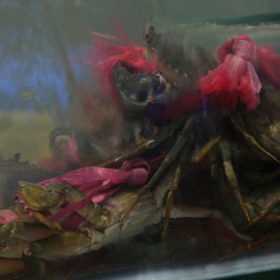 Kiên Hương Rừng