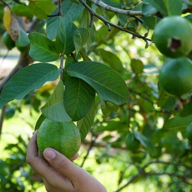 ORCHARD NAM CAT TIEN RESORT